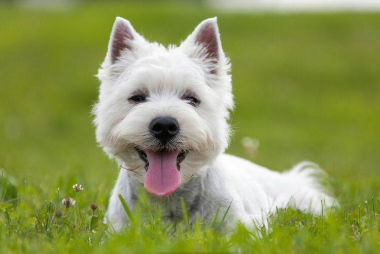 Oklahoma Westie Rescue