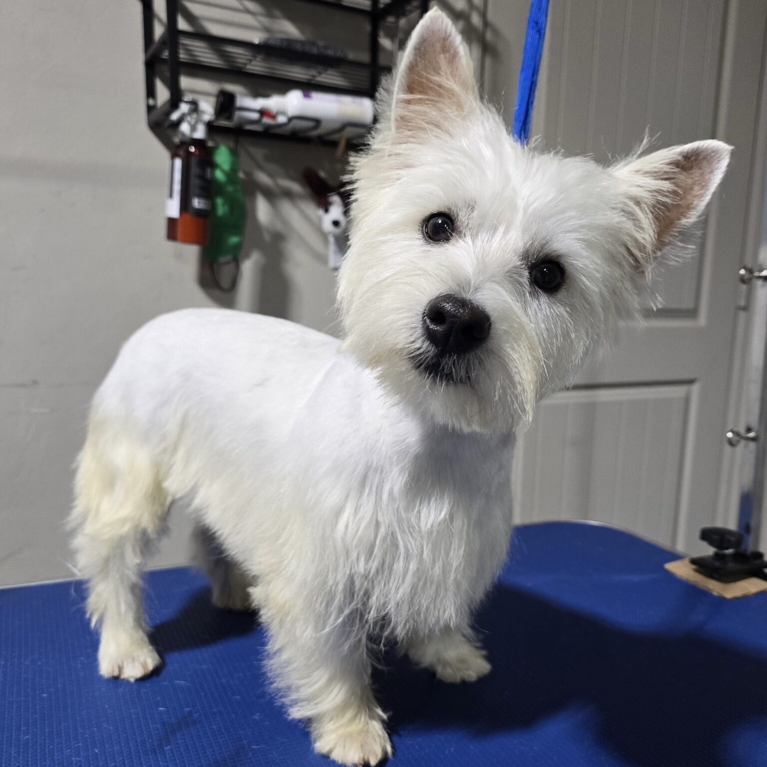 Adoptable Dogs Oklahoma Westie Rescue adoptable-dogs-oklahoma-westie-rescue