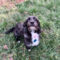 Paddy