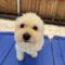 Prince Poodle