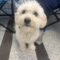 Prince Poodle