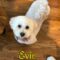 Evie
