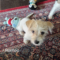 Romeo