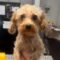 Shai Gilgeous Alexander