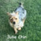 Julie Chin