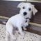 Romeo