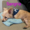 Sangria